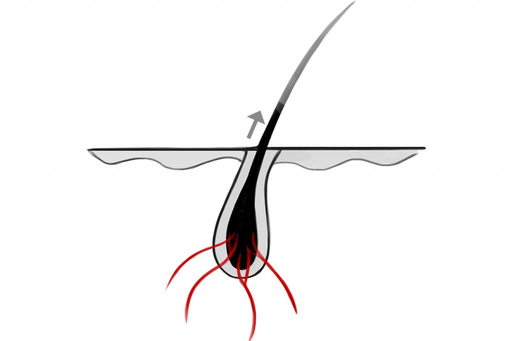 hur snabbt växter hår